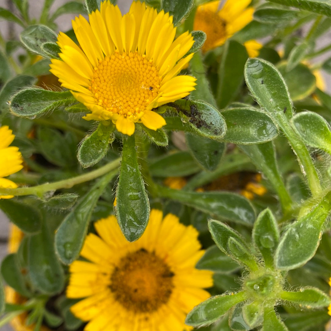 Asteriscus Yellow