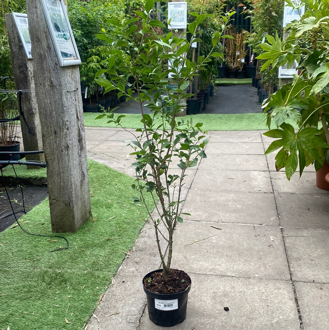 Ligustrum ovalifolium