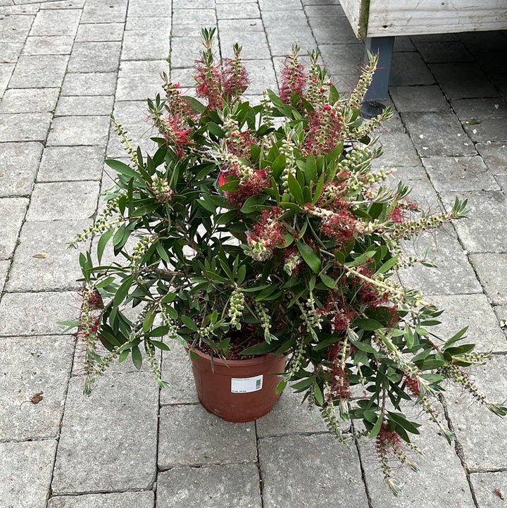 Callistemon laevis