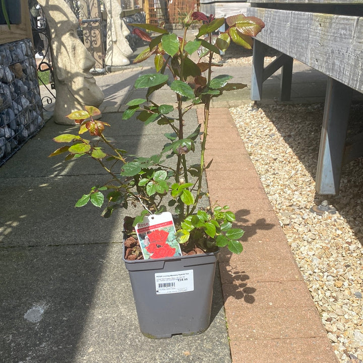 ROSA Loving Memory Hybrid Tea