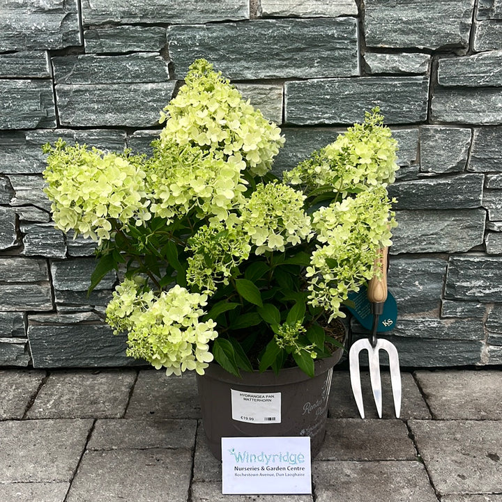 HYDRANGEA PAN. MATTERHORN