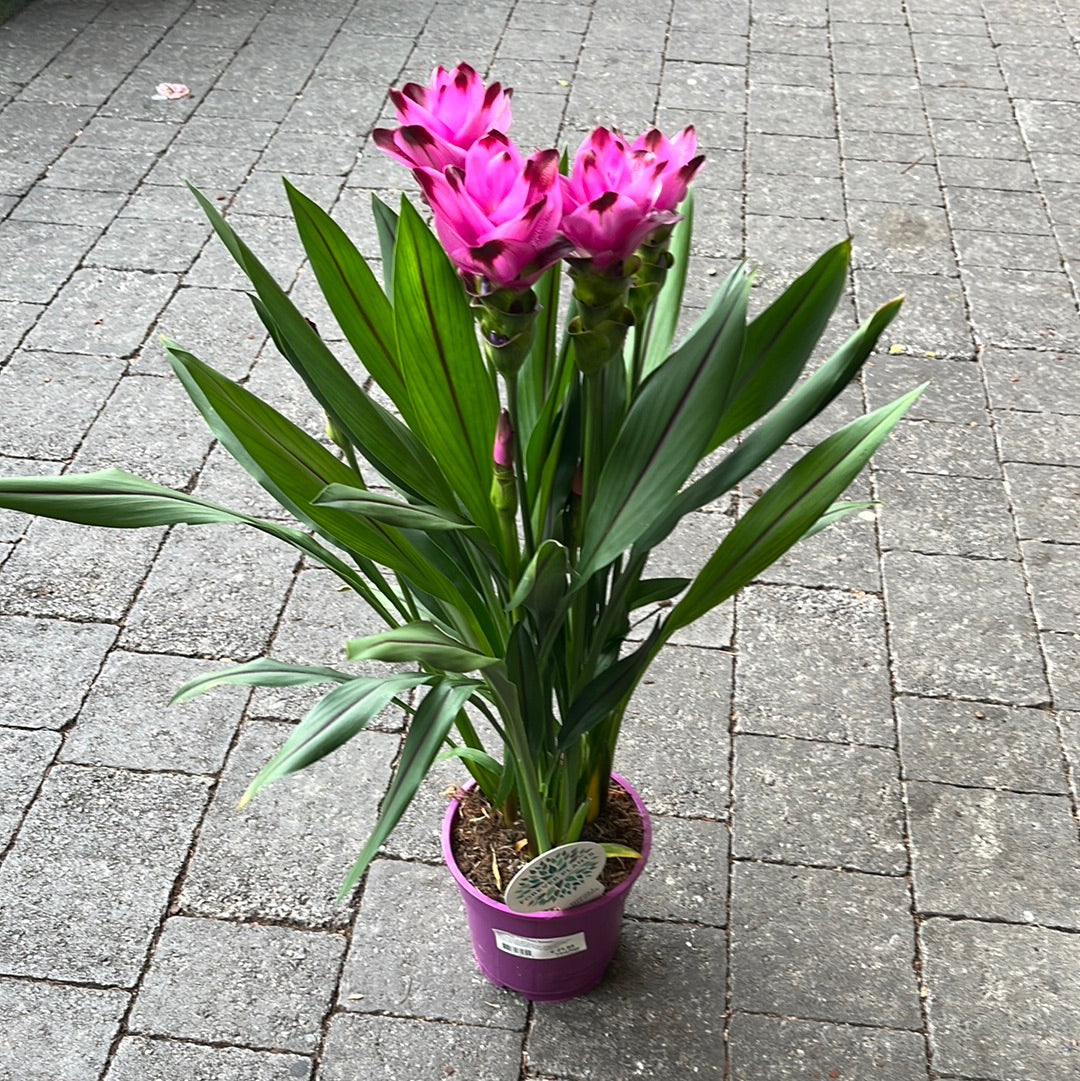 Summer Tulip Curcuma alis. Siam Splash  (17cm Pot)