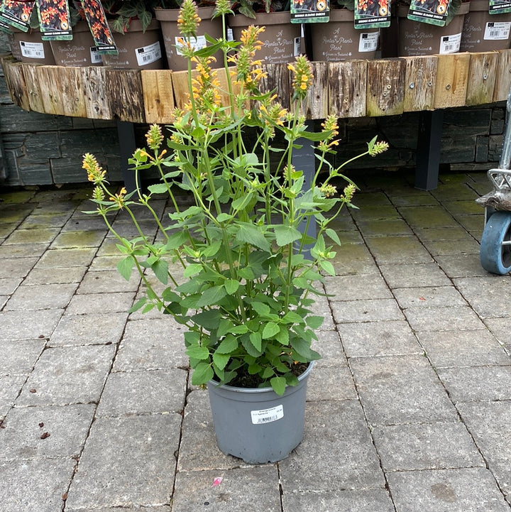 Anise Hyssop Agastache Peachie Keen (3Ltr Pot)