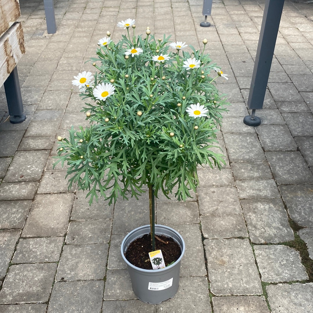 Argyranthemum frutescens(white) on a stem