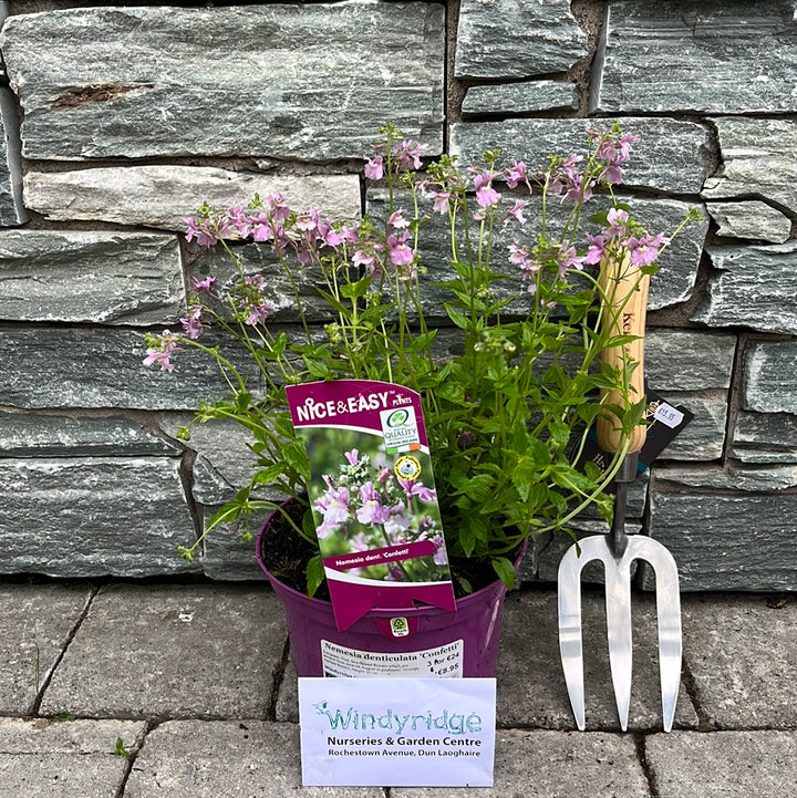 Nemesia-denticulata-Confetti-Potted