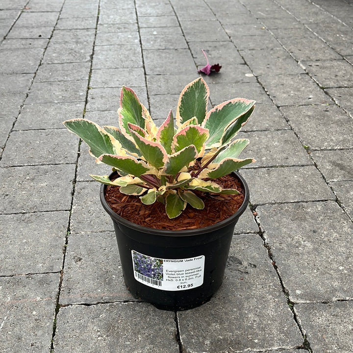 ERYNGIUM Jade Frost