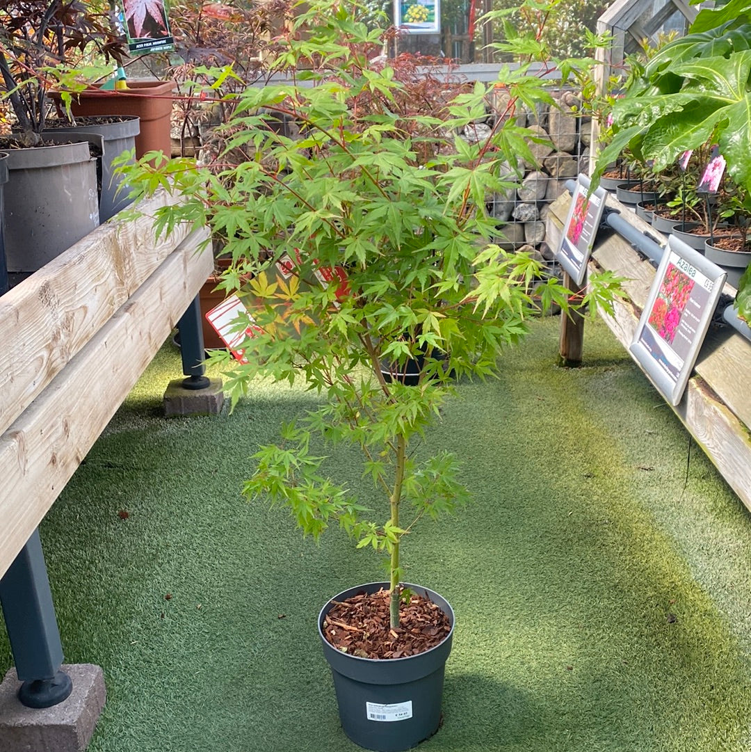 Acer palmatum Sangokaku  5 Ltr pot