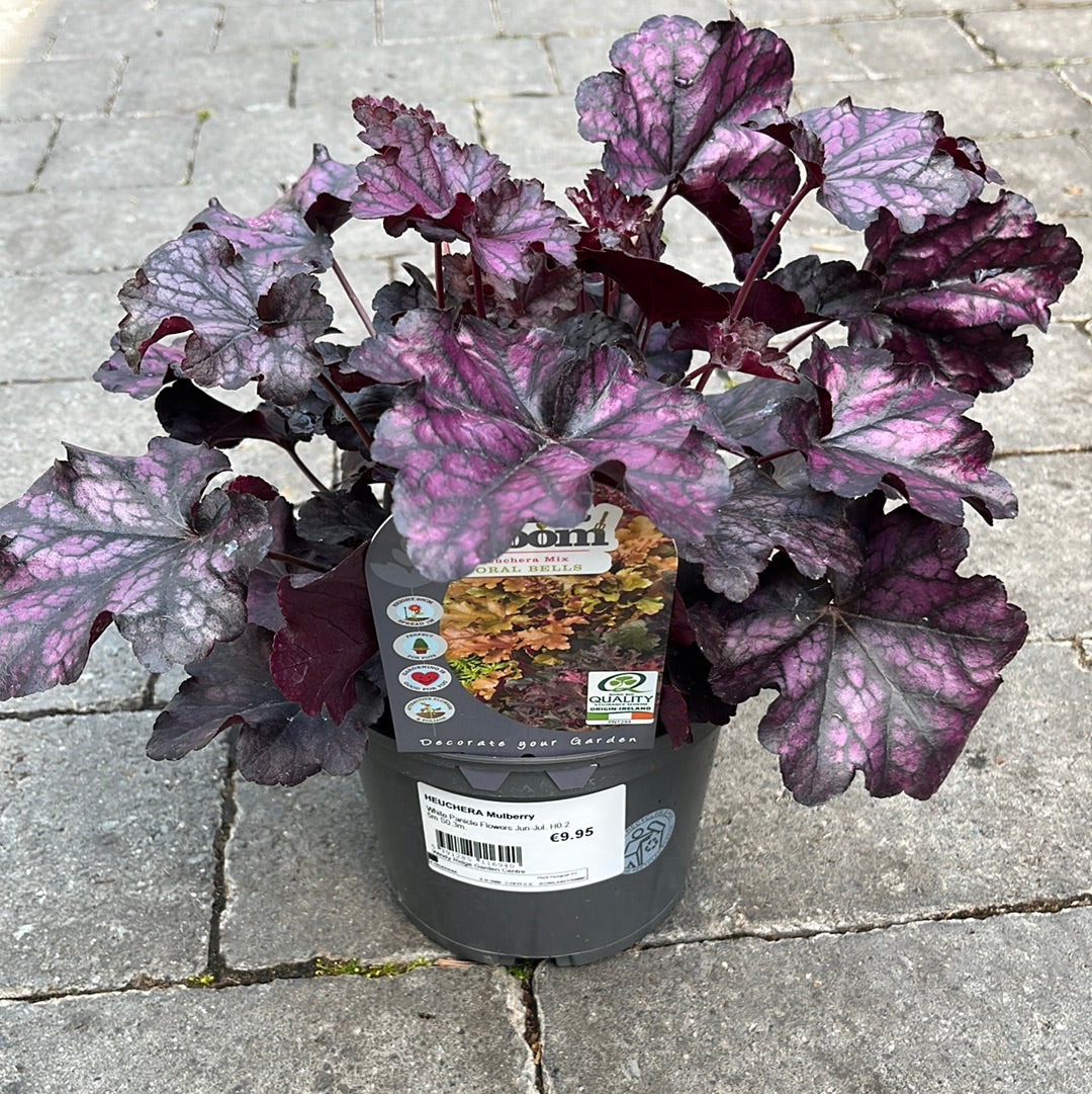 HEUCHERA Mulberry