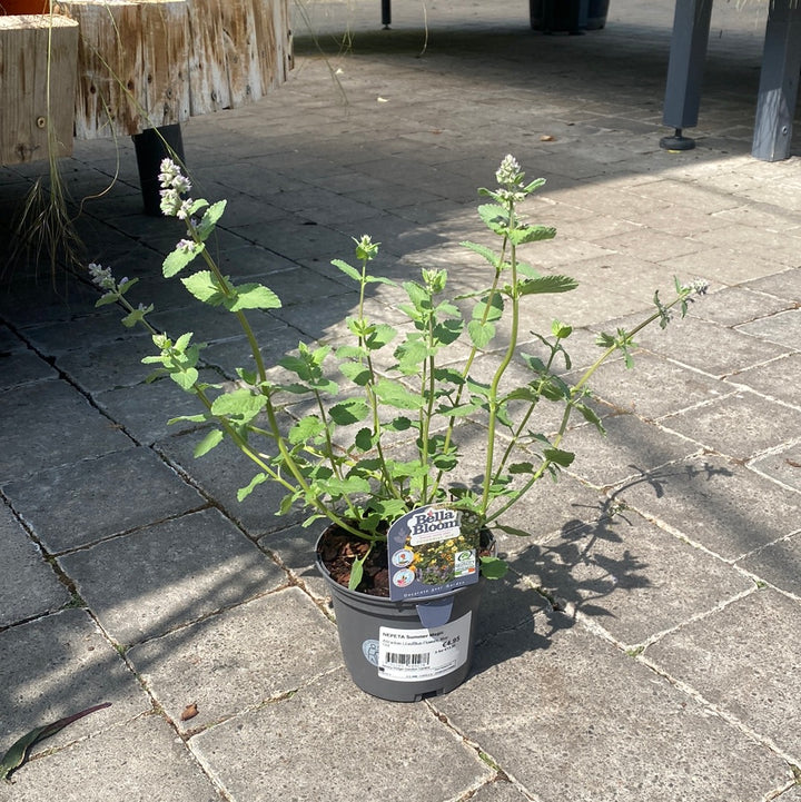 NEPETA Summer Magic