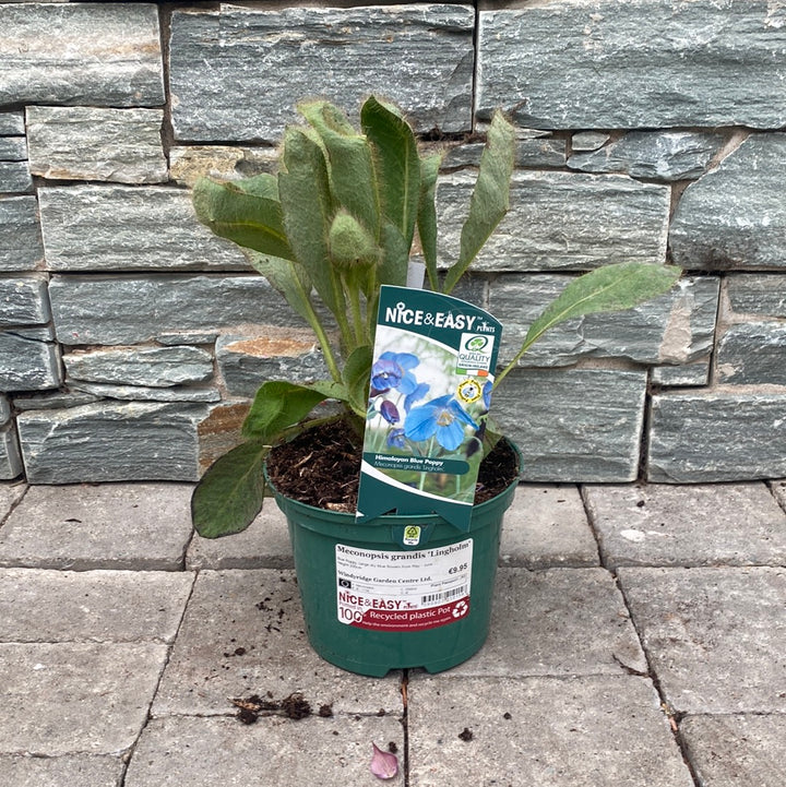  Meconopsis-Grandis-Lingholm-Potted