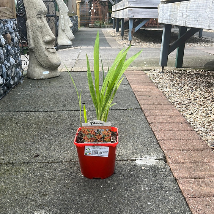 Crocosmia Emily McKenzie