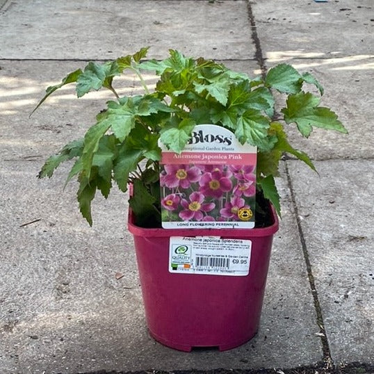 Japanese Anemone (Anemone Hupehensis Splendens)