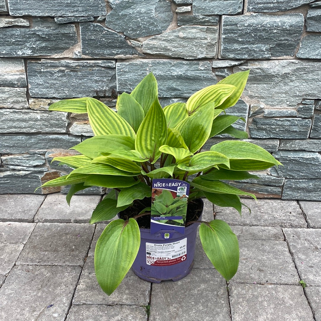 Plantain Lilies (Hosta Purple Heart)