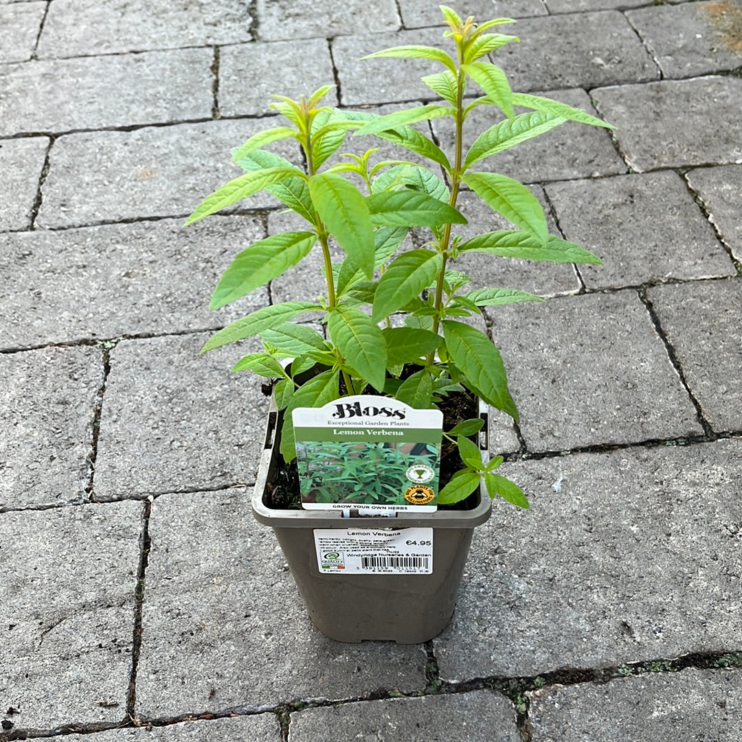 Lemon Verbena