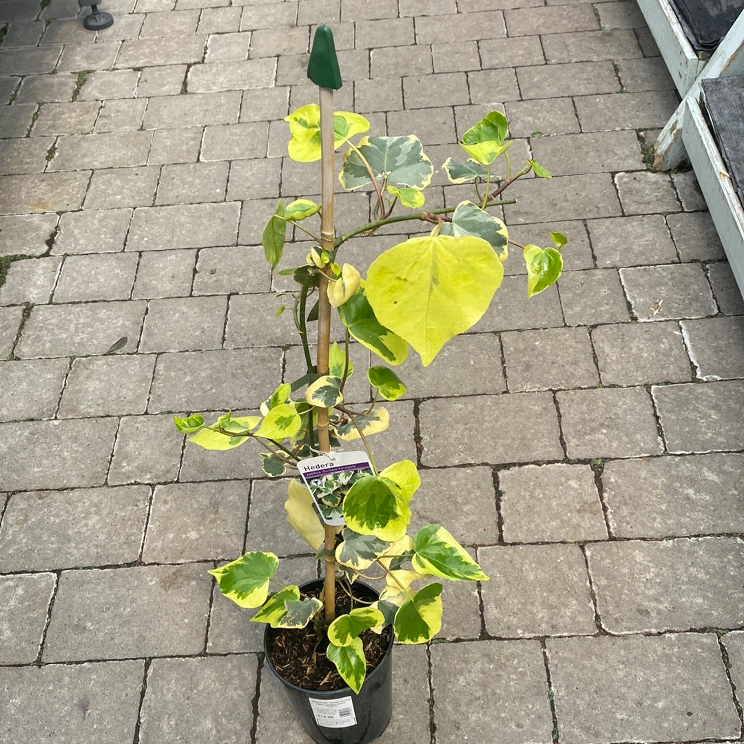 Hedera colchica dentata Variegata