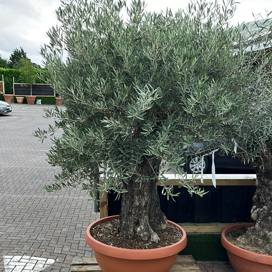 Olea europaea