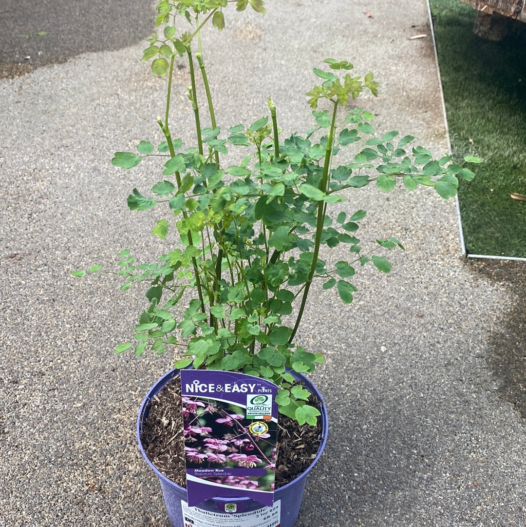 Thalictrum Splendide