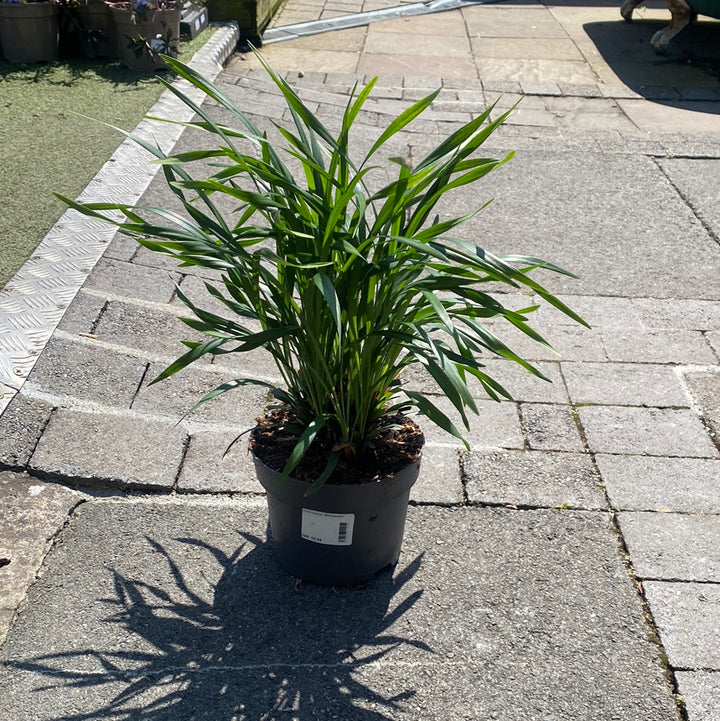 Big Blue Lilyturf (Liriope Muscari Moneymaker)