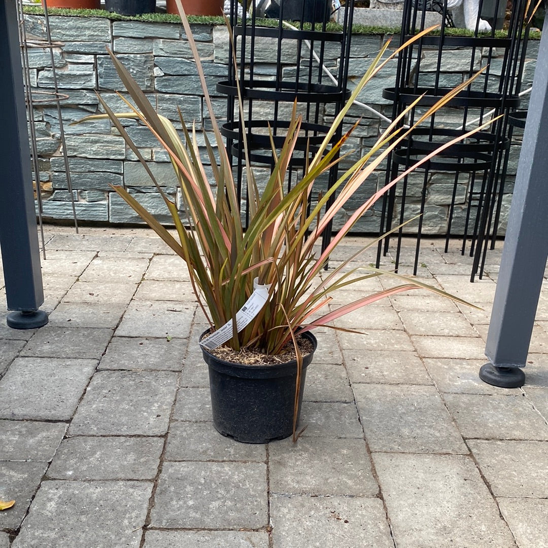 Phormium Jester (3Ltr Pot)