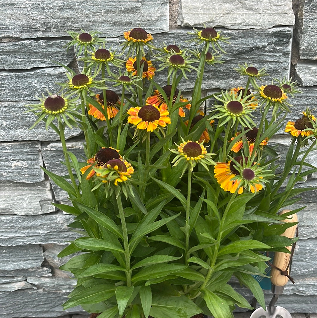 HELENIUM Short n Sassy