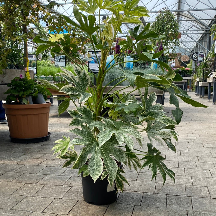 Fatsia japonica Spiders Web