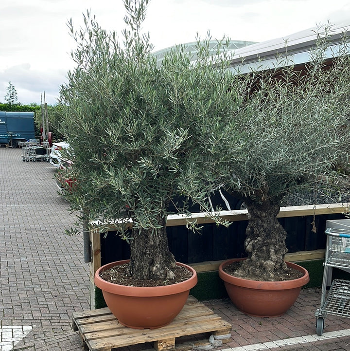 Olea europaea