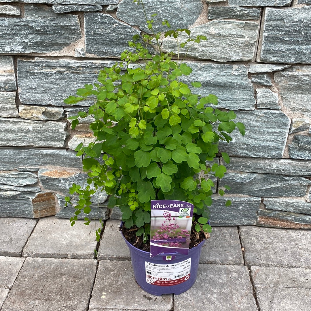 Chinese Meadow Rue Thalictrum Delavayi Hewitts Double (2Ltr Pot)