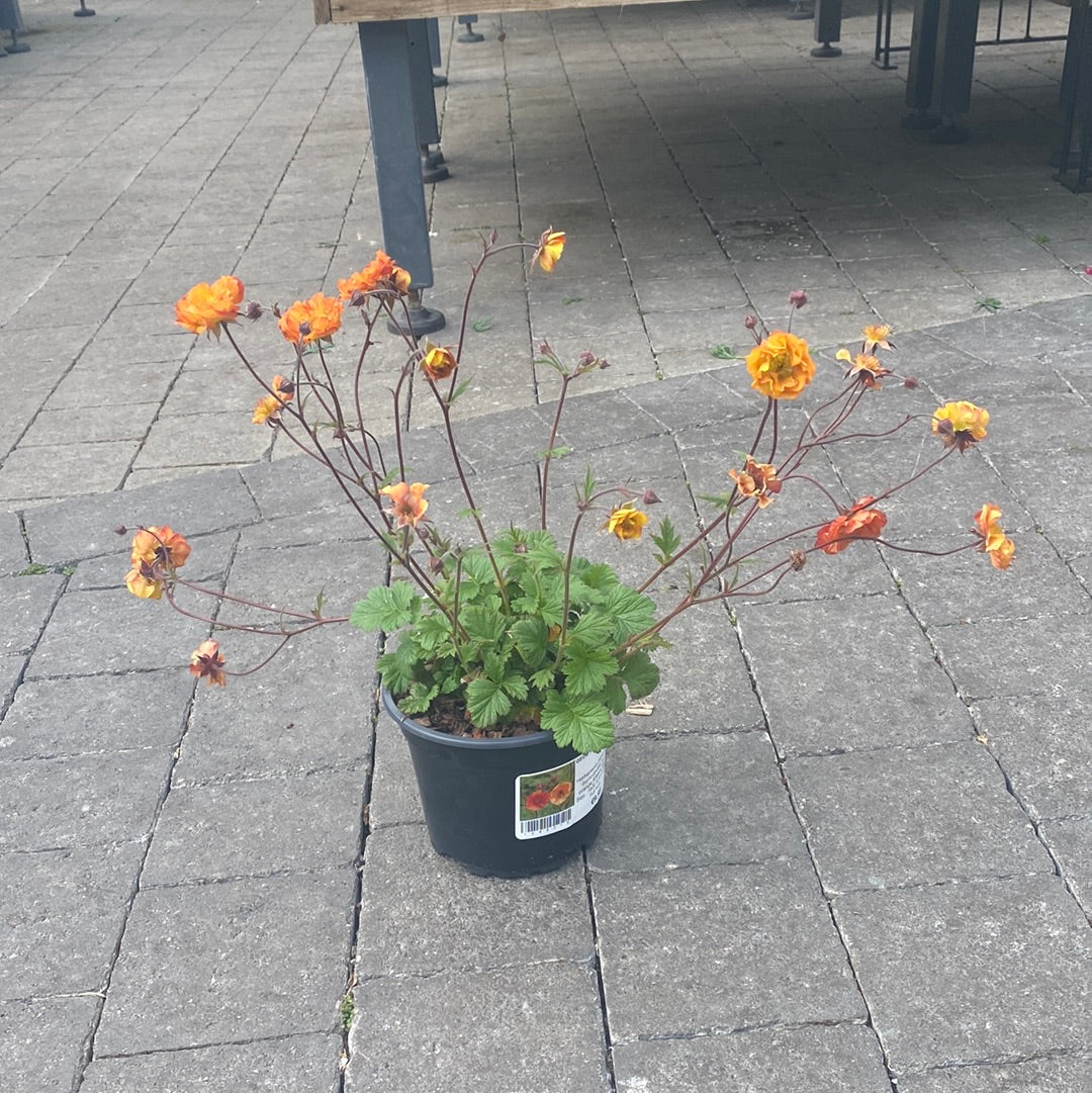 GEUM Dark & Stormy