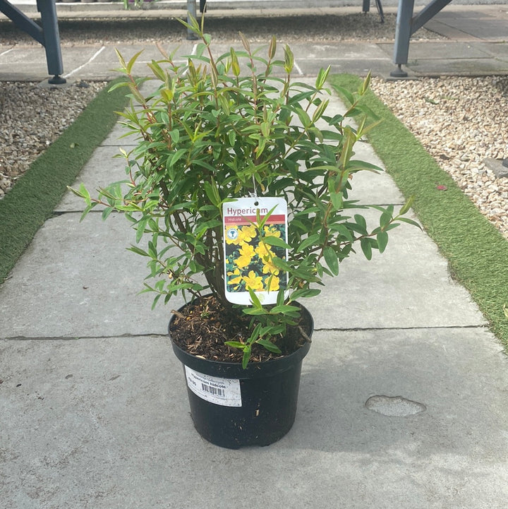 Hypericum `hidcote