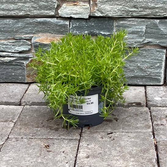 SEDUM reflexum Lemon Ball