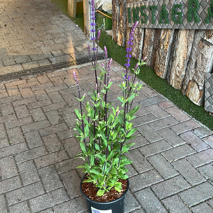 SALVIA nem. Caradonna