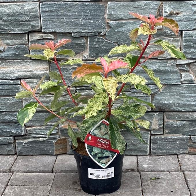 Photinia serr. Pink Crispy  3 Ltr pot