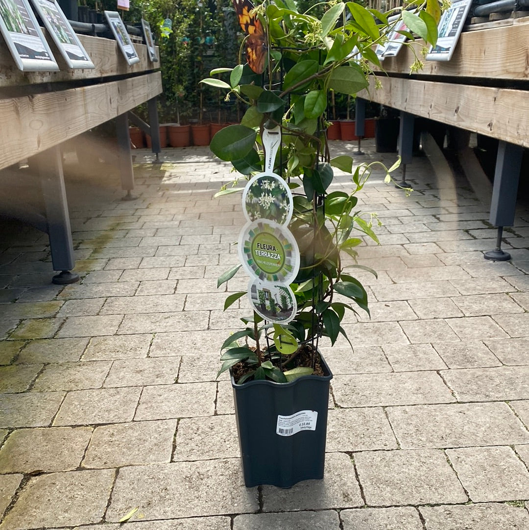 Trachelospermum jasminoides  3 Ltr pot