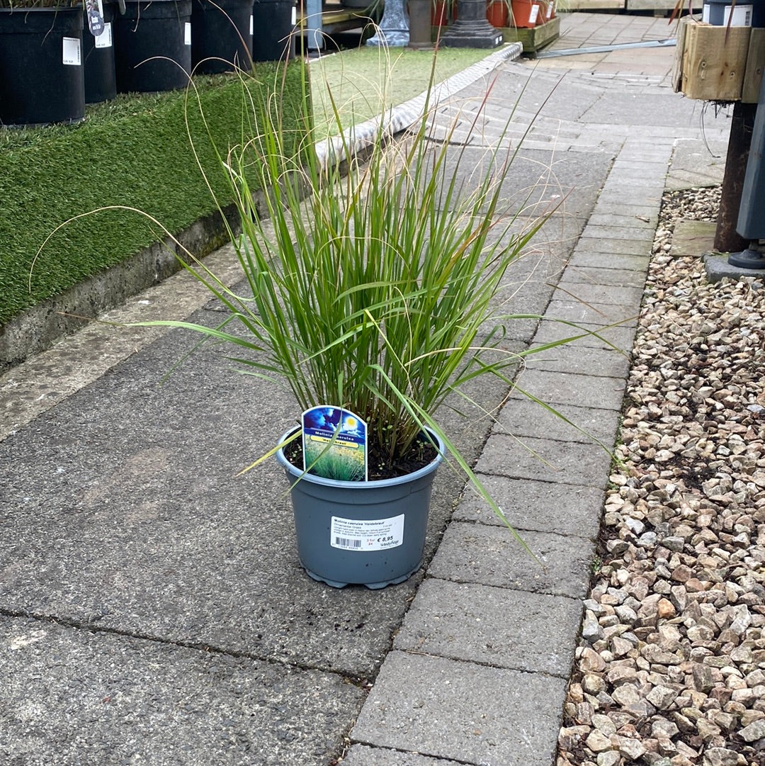 Molinia caerulea Heidebraut  2 Ltr pot