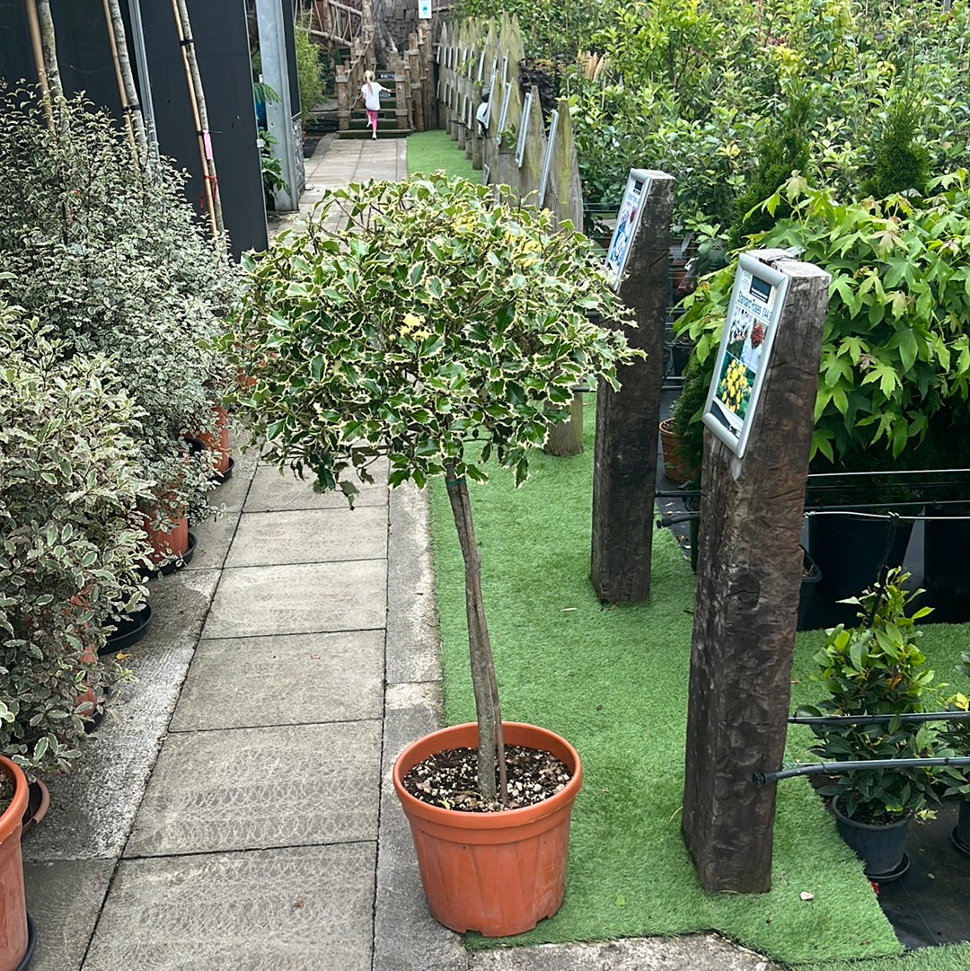 ILEX AQ. AUREOMARGINATA CLT 30   CHIOMA  50  - 60  CM 1/2 STD