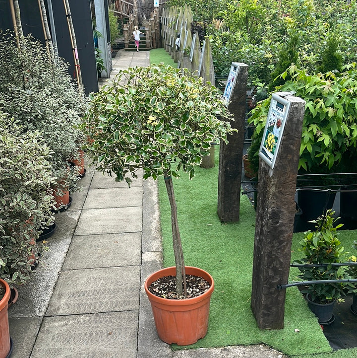 ILEX AQ. AUREOMARGINATA CLT 30   CHIOMA  50  - 60  CM 1/2 STD