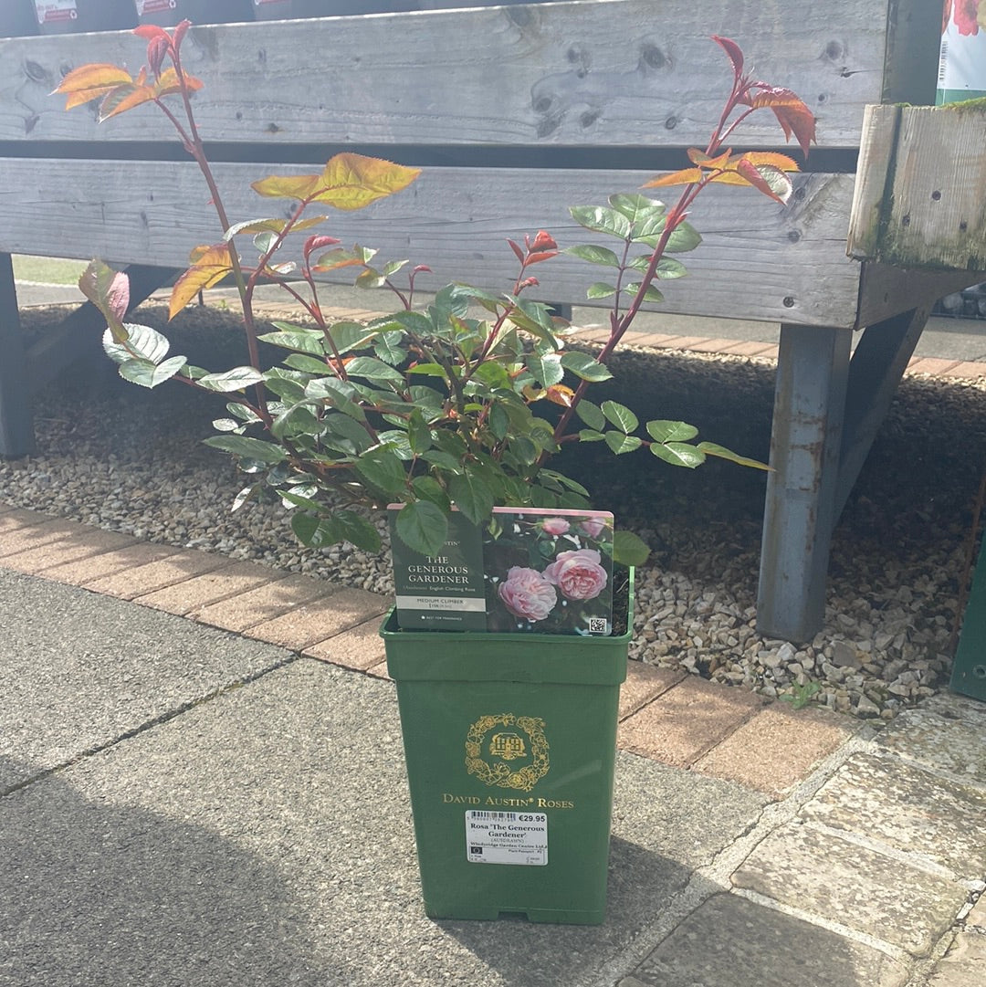 David Austin Rosa The Generous Gardener 6L Climber