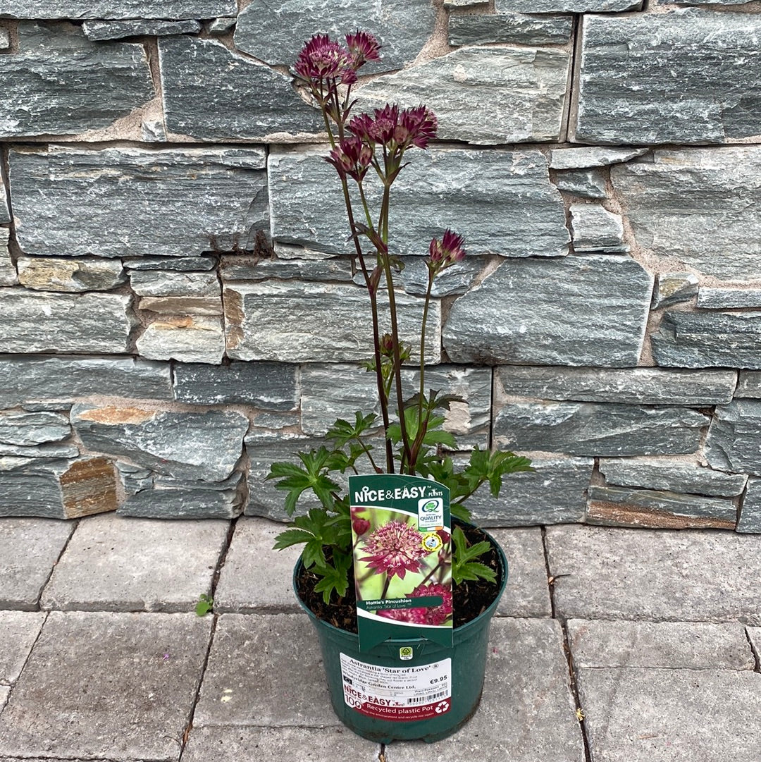 Masterwort Astrantia Star of Love (2Ltr Pot)