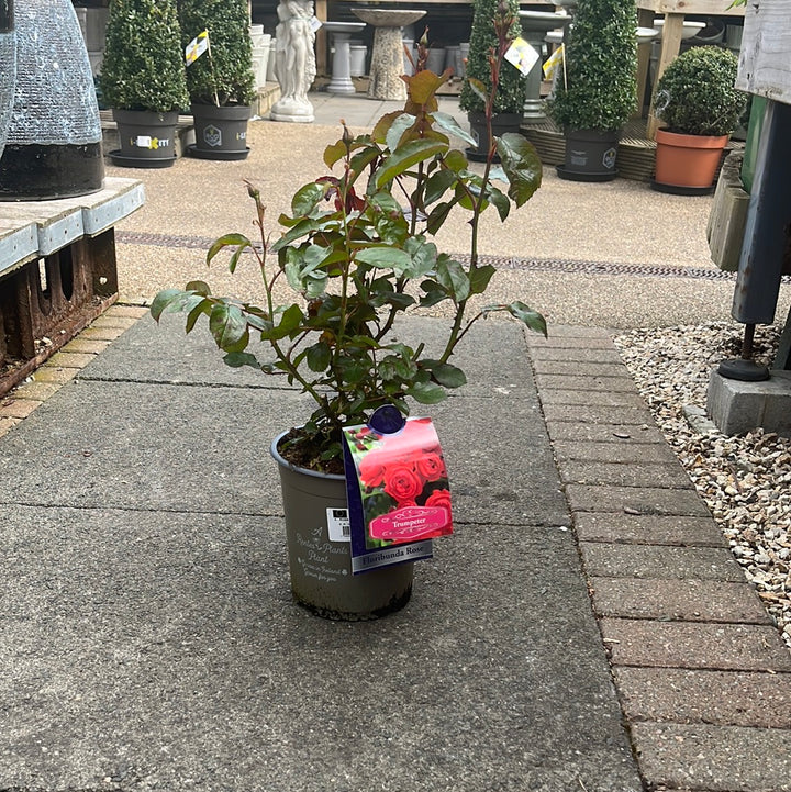 ROSA TRUMPETER Floribunda