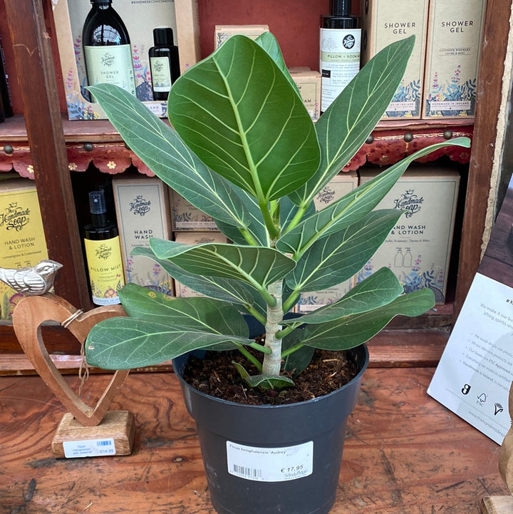 Banyan Tree (Ficus Benghalensis Audrey)