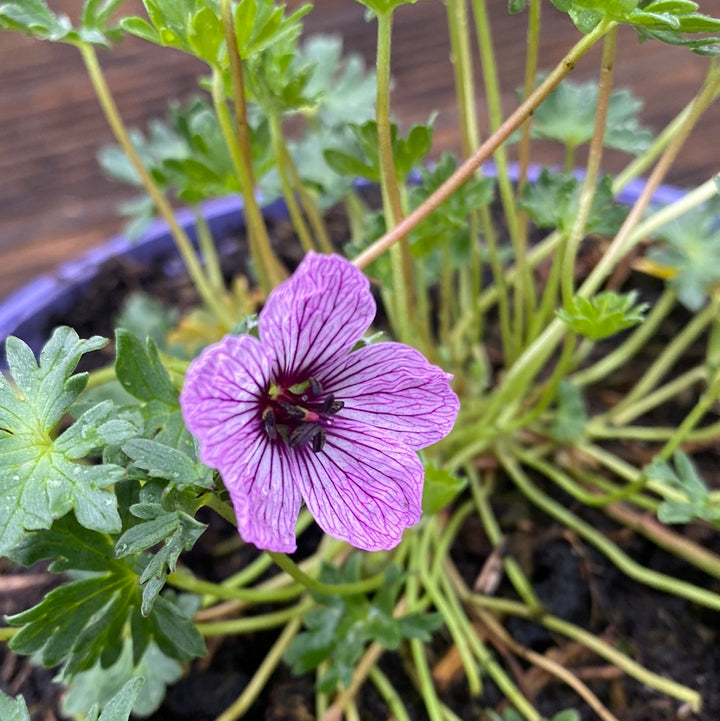 Geranium cin. Ballerina