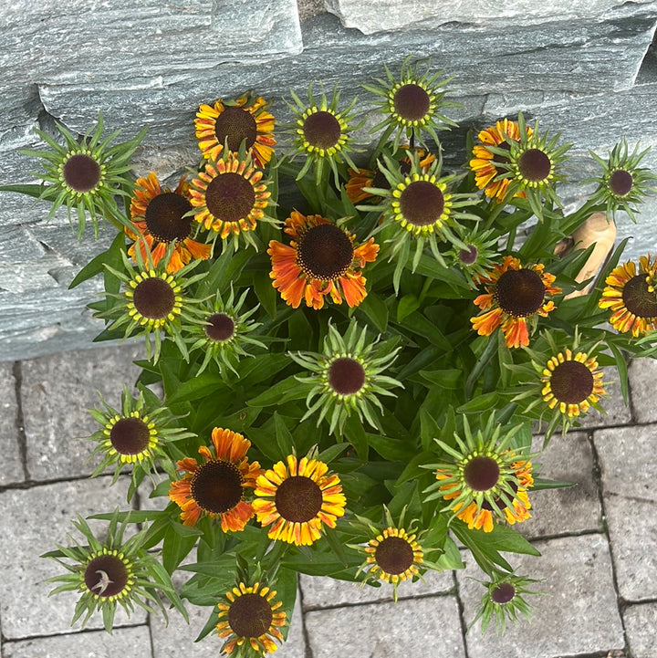 HELENIUM Short n Sassy