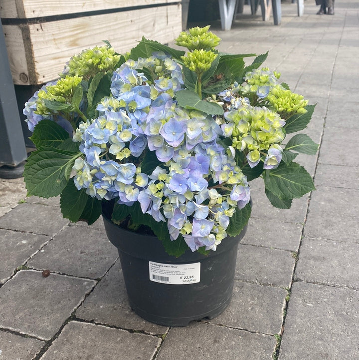 Hydrangea macr. Blue  P23, 7+ flower