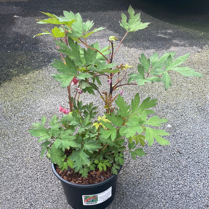 DICENTRA  Valentine