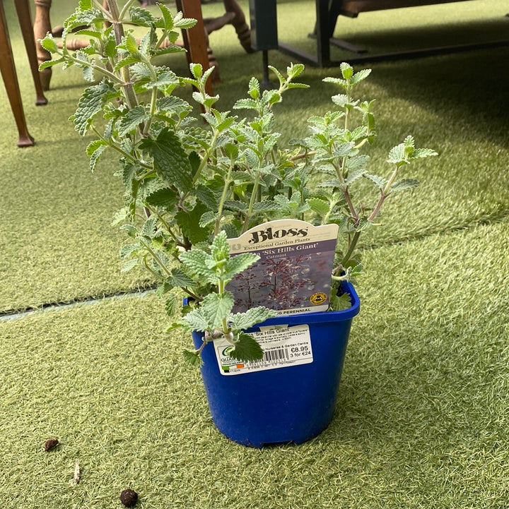 Nepeta Six Hills Giant