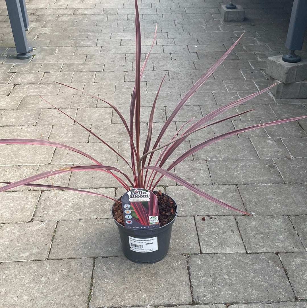 CORDYLINE banksii Electric Pink