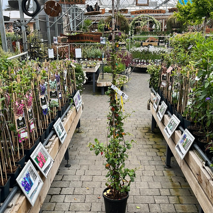 RHYNCOSPERMUM-JASMINOIDES-Potted-2