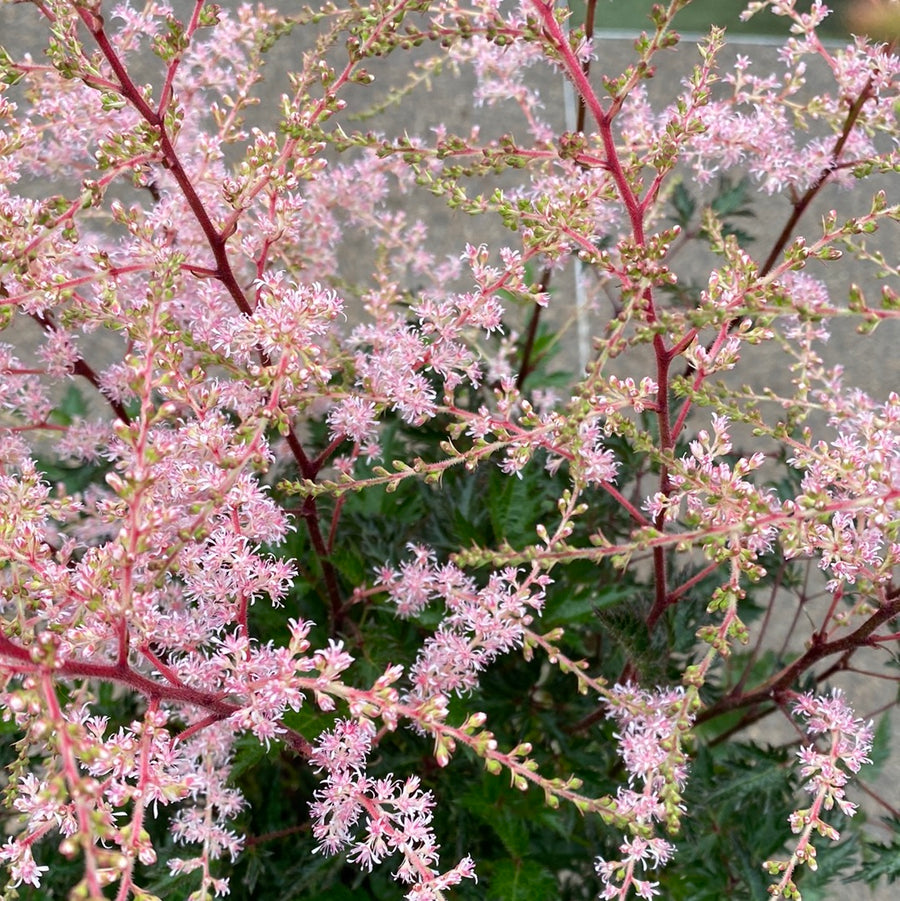 Astilbe-Sprite-Plant