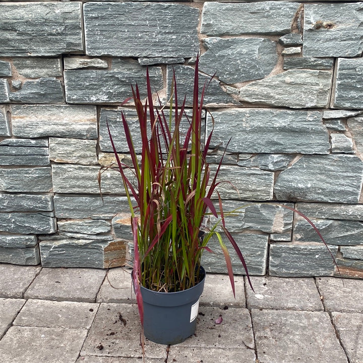 Japanese Blood Grass (Imperata cylindrica Red Baron)