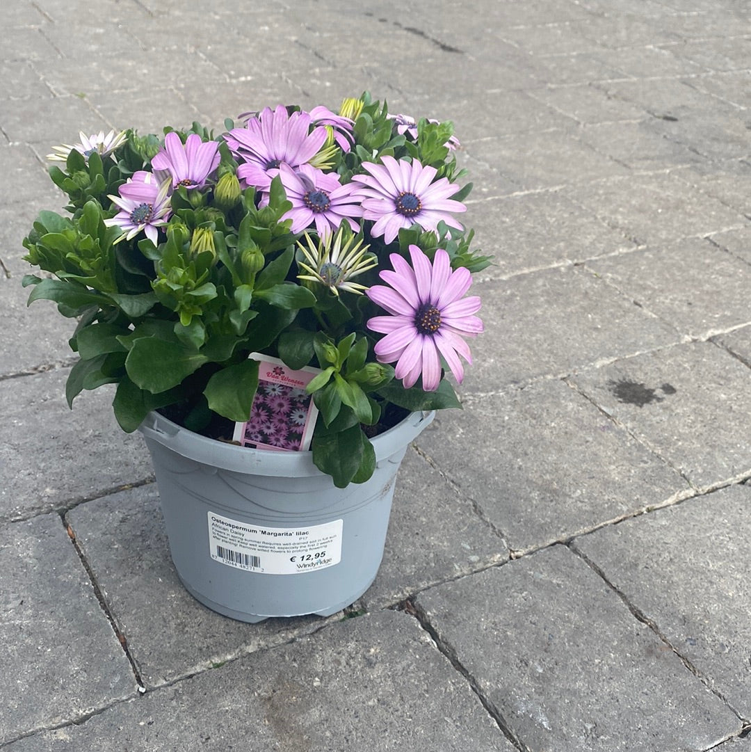 Osteospermum Margarita lilac